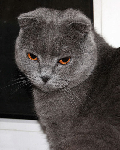 Это наш скромник и интиллегент Серый! Эдакий аристократ кошачьей братии. Скоттиш-фолд голубого окраса.