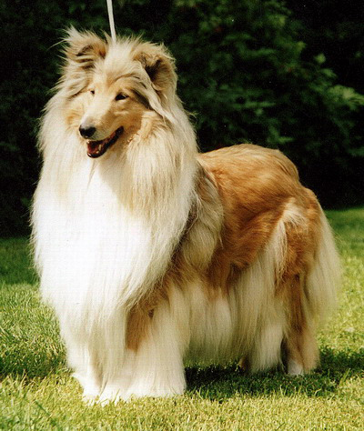 Сноу Стайл Селебрити